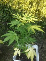 jack 47#2 j+55