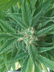 critical jack j+55