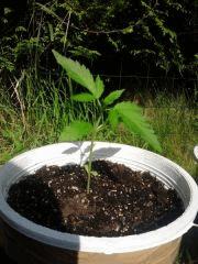 Critical Jack auto J+17