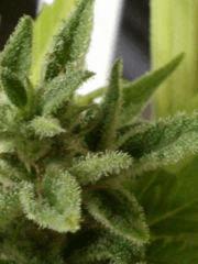 macro jack 47 auto