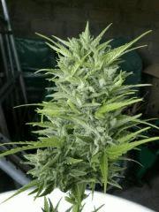cut , apex jack 47 auto