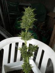 cut avant sechage jack 47 auto