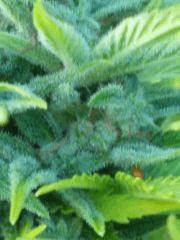 J47n2 macro J 70.jpg