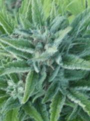 J47n1 macro J 70.jpg