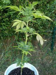 critical jack J 70