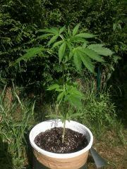 critical jack j+30
