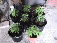 pensionnaires jack herrer