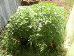 PIC 0371