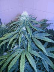 afghani2