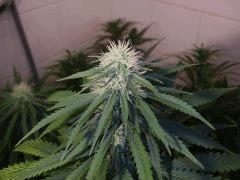 afghani