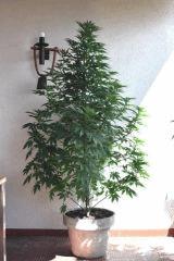 plant3