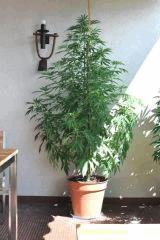 plant2