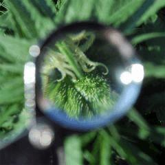 trich