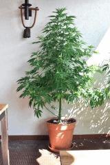 plant1