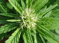 macro
