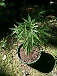 dominican skunk Cro  40