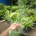 Marijuana Jahyden breed
