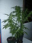 DS Flo 40 & Sativa inconue Flo  40