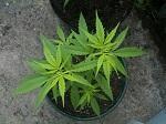 dominican skunk Cro  25