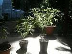 DS Flo 30 & Sativa inconue Flo  30