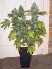 Skunk #1 (pied 1) Flo+64