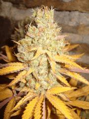 Bud Krystalica (coco / pot 3L)