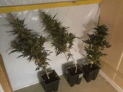 Core / Sage / Breizh Diesel