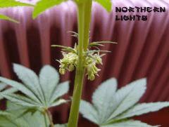 Etalon Northern Lights sélectionné
