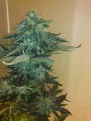 Breizh Diesel