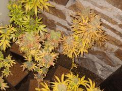 Selecta Krystalica (coco / pot 3L)