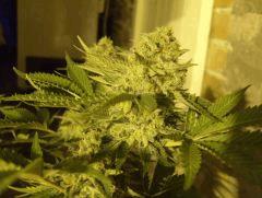 Cheese (Flo+57)