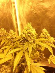 Sour diesel