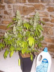 Skunk #1 (pied 2) Flo+64