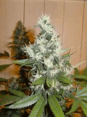 Skunk #1 (pied 1) Flo+64