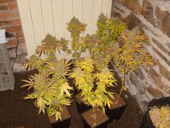 Selecta Krystalica (coco / pot 3L)