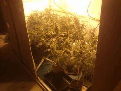 Ganjanium: Placo flo