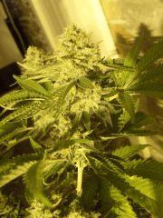 Cheese (Flo+57)