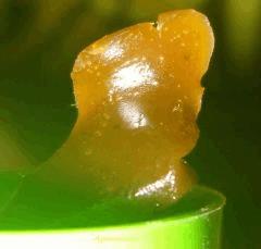 BHO multi strain