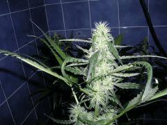 Silver haze sensi