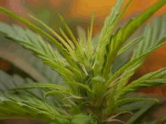 Premiers pistils Durban flo+21