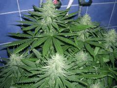 27 aout 2012