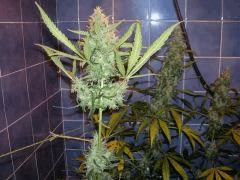 Silver haze sensi