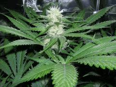 Fruity Juice 12/12 + 33 jours