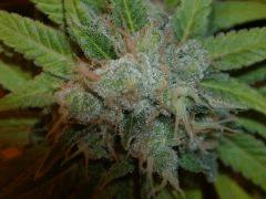 Big bud Sensi