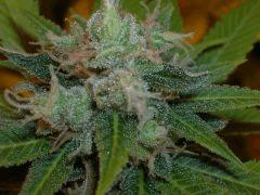 Big bud Sensi