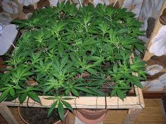Scrog mise en flo+3