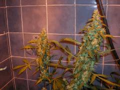 Silver haze sensi