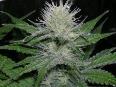 Fruity juice 12/12 + 33 jours