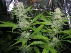 Fruity Juice 12/12 + 33 jours