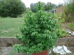 DSC00726